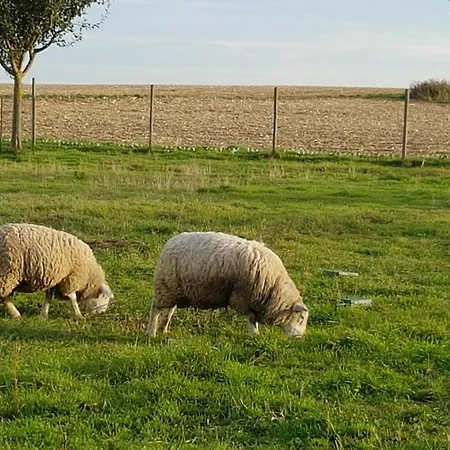 Ferienhaus Maison Chaleureuse A Avec Jardin Clos 86 M² Fessenheim-le-Bas